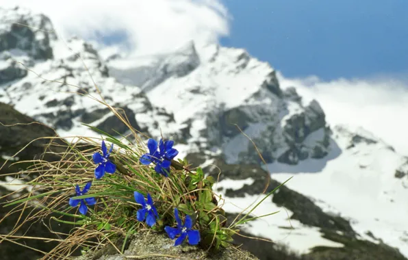 Картинка Цветы, Горы, Снег, Горный Пейзаж, Генцианы