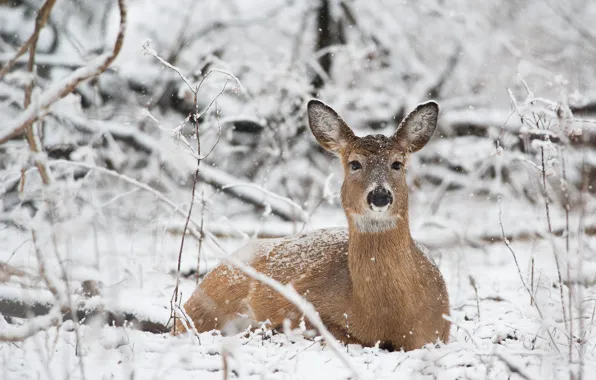 Картинка winter, branches, deer, wildlife, snowing