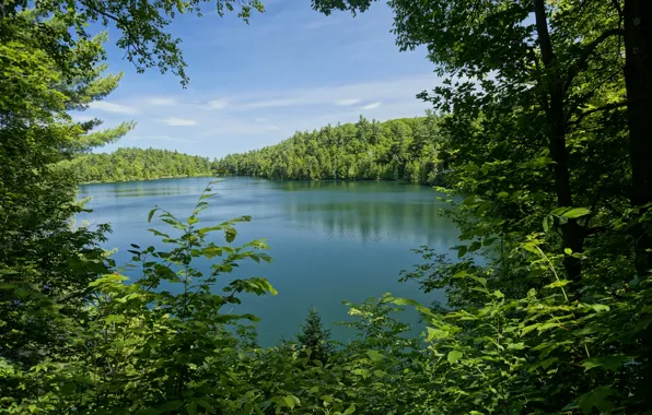 Картинка зелень, лес, листья, деревья, ветки, озеро, парк, Канада, Pink Lake, Gatienau Park