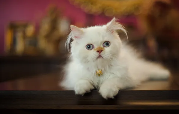 Картинка взгляд, пушистая, персидская кошка
