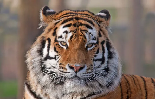 Картинка взгляд, морда, тигр, животное, хищник, окрас