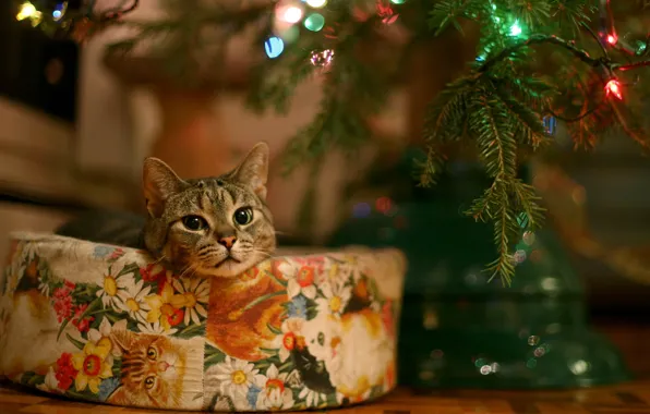 Картинка кот, праздник, сЧастье