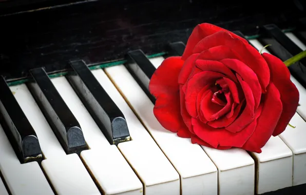 Картинка роза, клавиши, Red, пианино, красная, Roses, Piano