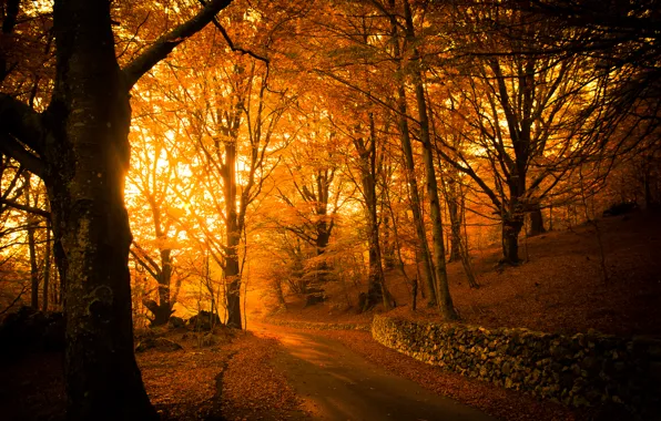Картинка дорога, свет, деревья, парк, листва, Осень