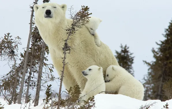 Картинка зима, медведь, медвежата