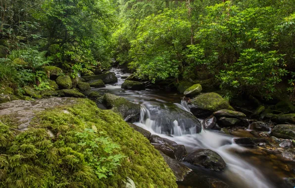 Картинка зелень, лес, деревья, ручей, камни, течение, мох, кусты, Ireland, Owengarriff River, Killarney national park