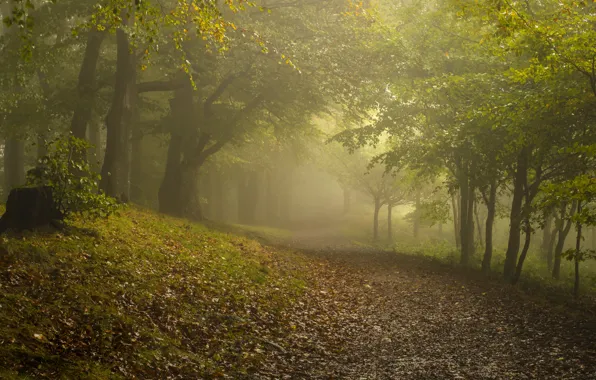 Картинка осень, лес, туман