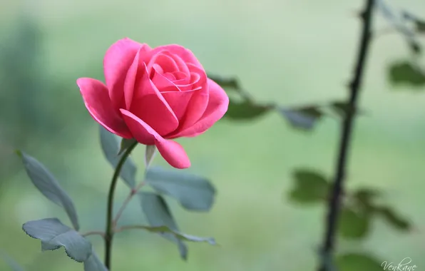 Картинка Цветы, flower, Rose