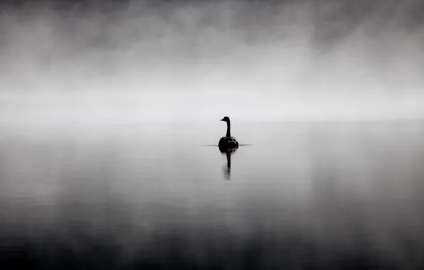 Картинка природа, озеро, лебедь