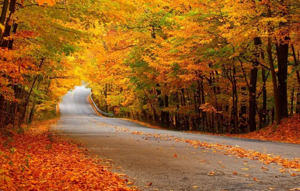 Картинка дорога, осень, лес, желтая листва
