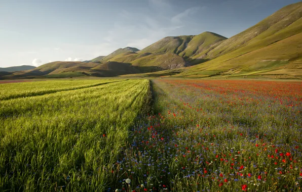 Картинка лето, трава, солнце, цветы, горы, поля, Италия, Umbria, Castelluccio