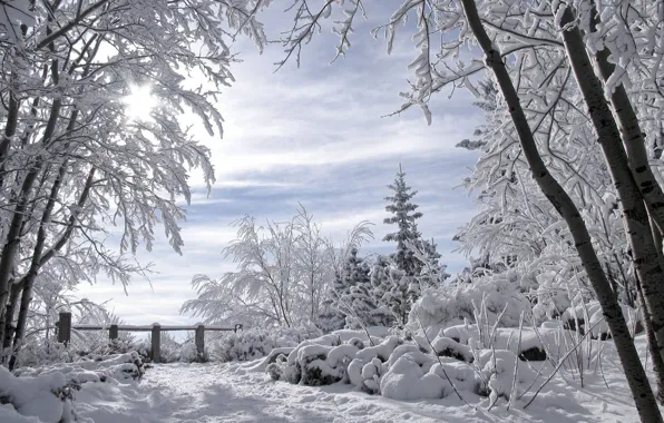 Картинка для Литы, зимний пейзаж, романтика зимы, заснеженные деревья