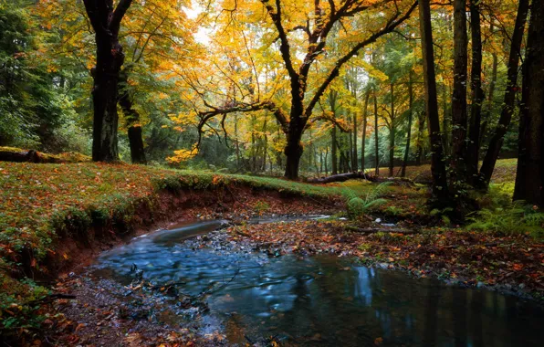 Картинка осень, лес, пейзаж, природа