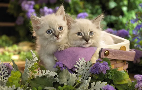 Картинка кошки, цветы, котенок, корзина, сад, пара, котята, корзинка, сиреневые, котэ, лукошко