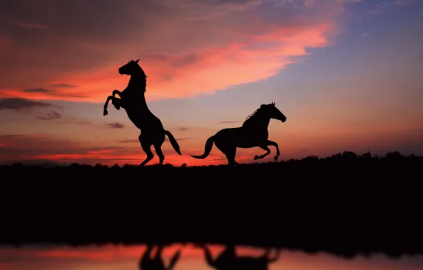 Картинка свобода, закат, лошади, sunset, view, horses, picture, great, silhouette