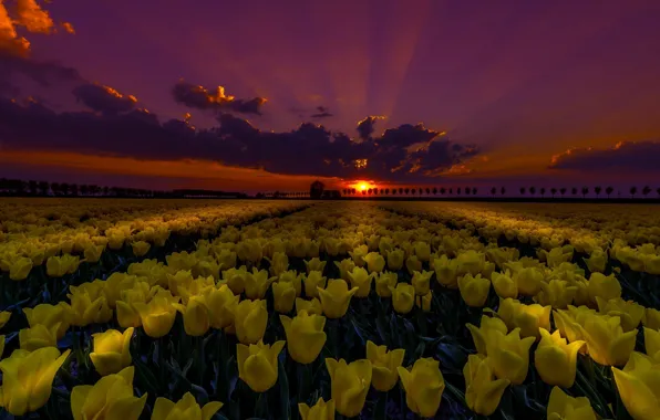 Картинка поле, ночь, тюльпаны