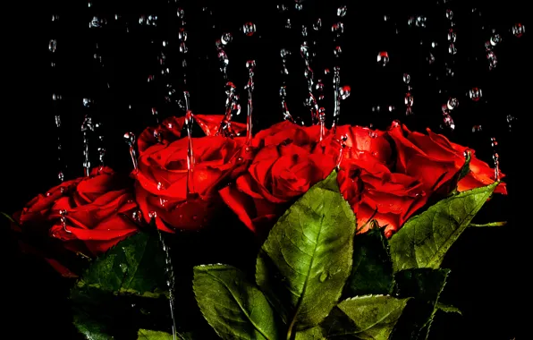 Картинка вода, капли, свет, фон, розы, букет, Red, красивые, beautiful, Roses, background, lovely, шикарные, Drops