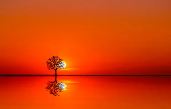 Картинка вода, солнце, закат, дерево