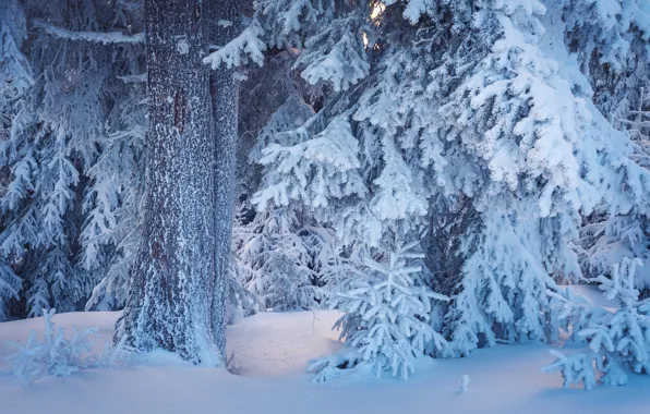 Картинка зима, лес, снег, деревья, ветки, сугробы