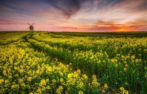 Картинка поле, вечер, Великобритания, графство, рапс, ветряная мельница, Уорикшир, памятник архитектуры, Chesterton Windmill