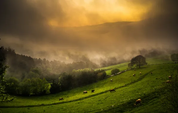 Картинка небо, трава, деревья, горы, туман, коровы, склон