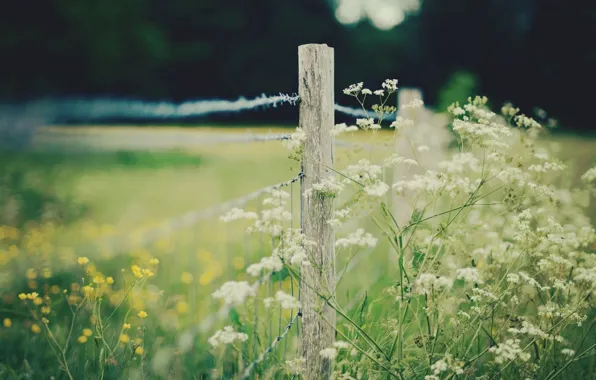 Картинка поле, цветы, природа, ограда