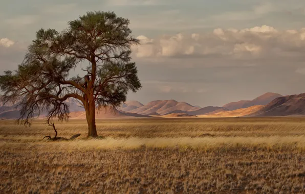 Картинка трава, деревья, горы, саванна, Африка, Намибия