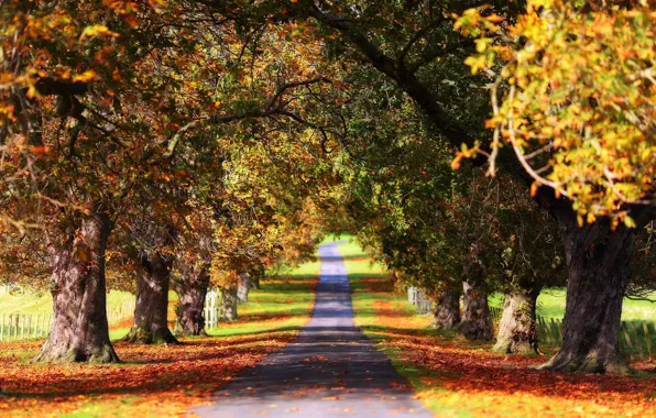 Картинка осень, деревья, парк