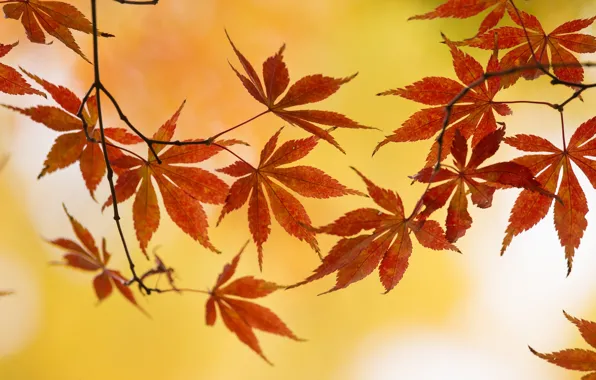 Картинка осень, листья, ветка, клен