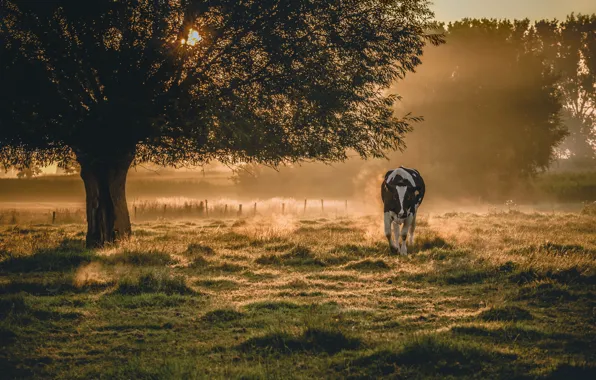 Картинка туман, корова, утро