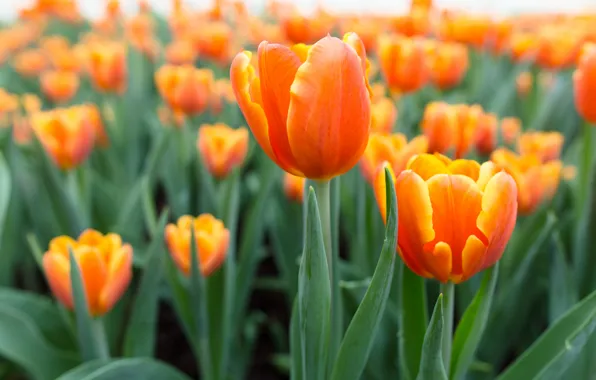 Картинка цветы, тюльпаны, оранжевые