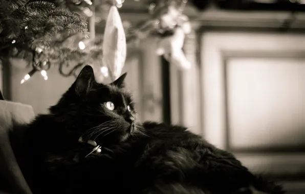 Картинка кошка, черная, черно-белое, шесть