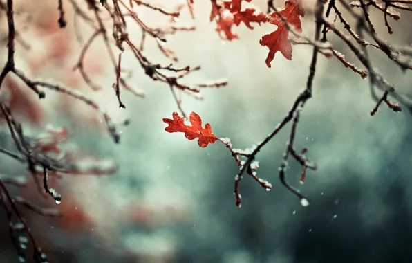 Картинка осень, листья, снег, ветки, природа, ветви