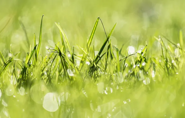 Картинка трава, свет, природа, зеленый, green, растения, light, grass, nature, plants