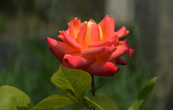 Картинка роза, оранжевая, Rose, orange, боке, bokeh