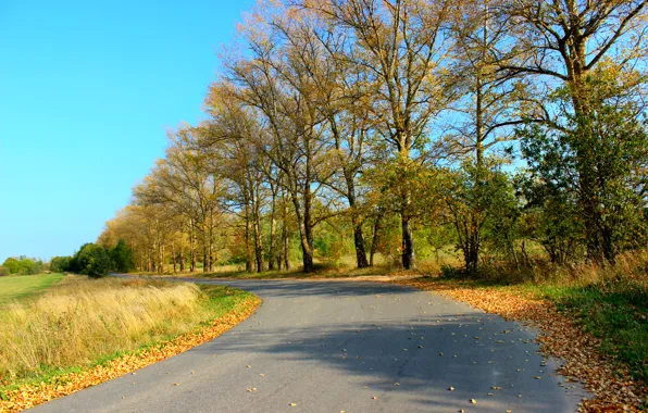 Картинка дорога, листва, Осень