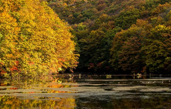 Картинка осень, деревья, природа, озеро