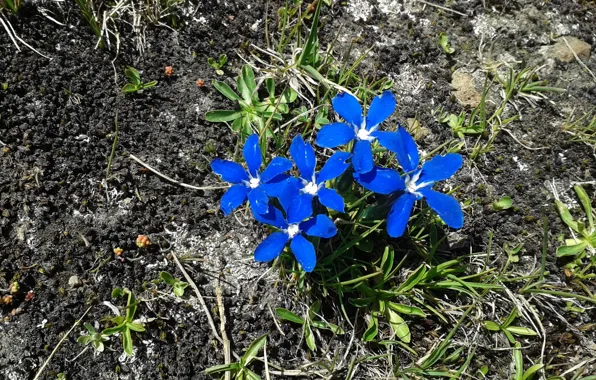 Картинка синий, blue, Природные цветок