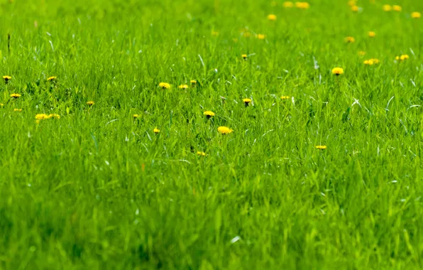 Картинка трава, весна, утро, одуванчики