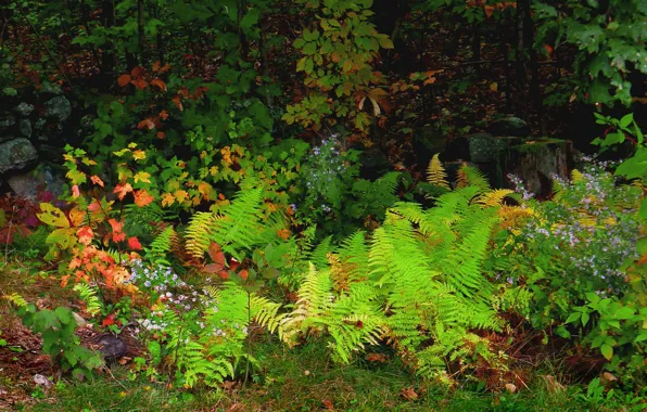 Картинка осень, лес, листья, деревья, цветы, растения