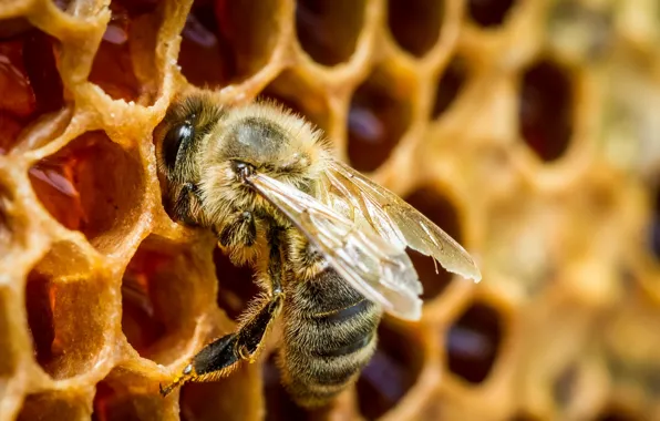 Картинка макро, мёд, Bee in a beehive