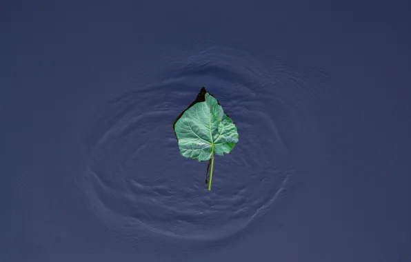 Картинка вода, природа, лист