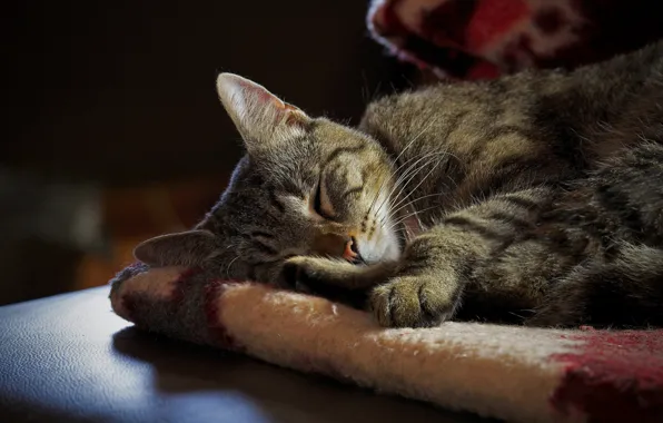 Картинка кошка, кот, серый, отдых, сон