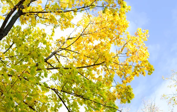 Картинка небо, листья, дерево, ветка, Осень