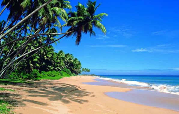 Картинка пляж, пальмы, океан, Sri Lanka