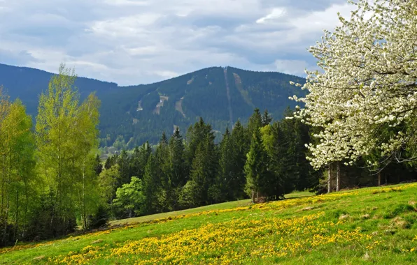 Картинка поле, лес, горы, весна, Чехия, Шумава, narodni park Šumava, Železná Ruda, гора Шпичак, vrch Spicak