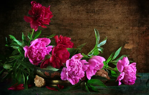 Картинка текстура, ракушки, розовые, пионы, композиция