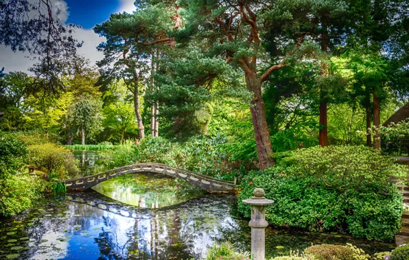 Картинка зелень, деревья, пруд, парк, Англия, мостик, кусты, Tatton Hall