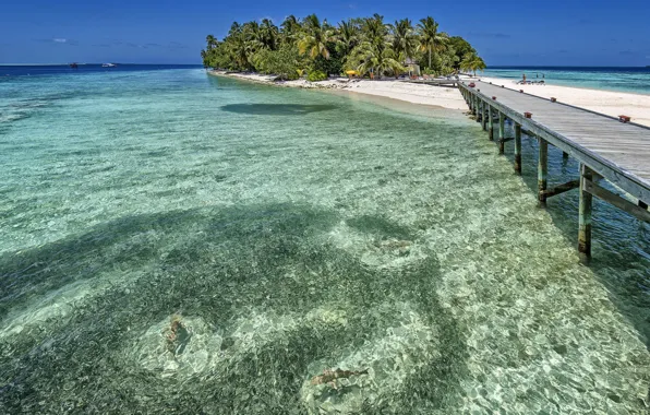 Картинка лето, пальмы, океан, остров, Мальдивы, курорт