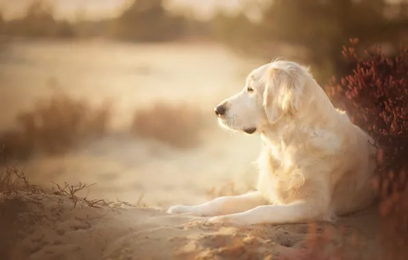 Картинка песок, собака, золотистый ретривер, голден ретривер